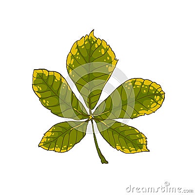 Autumn seasonal leaves. Beautiful colored leaf of a chestnut tree. Vector Illustration