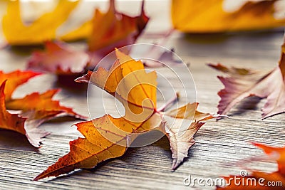 Autumn. Seasonal photo. Autumn leaves loose on a wooden board Stock Photo