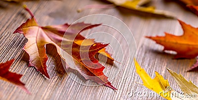Autumn. Seasonal photo. Autumn leaves loose on a wooden board Stock Photo