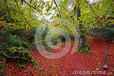 Autumn Selva de Irati beech jungle in Navarra Pyrenees Spain Stock Photo