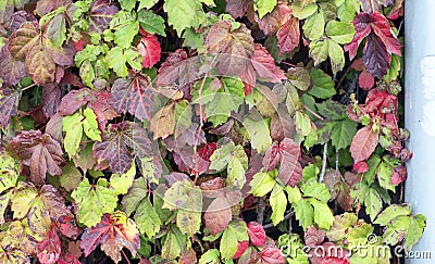 Autumn set of leaves Stock Photo