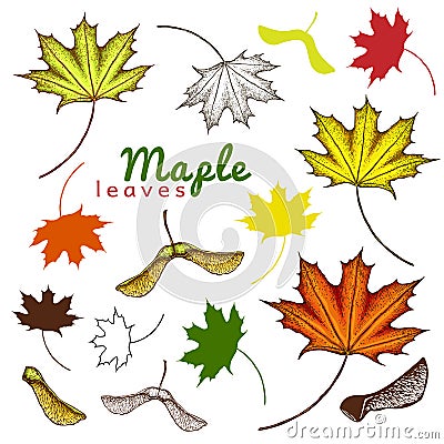 autumn set of outline ink and colored maple leaves and seeds. engraved maple leaves and seeds. hand drawn illustration of various Cartoon Illustration