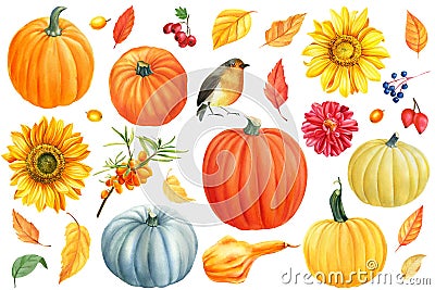 Autumn set, pumpkins, flowers, sunflowers, dahlia, yellow leaves, berries, birds, white background, watercolor Cartoon Illustration