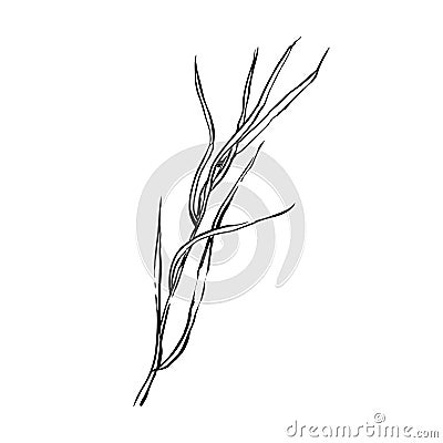 Autumn sketch outline herb on white background Cartoon Illustration
