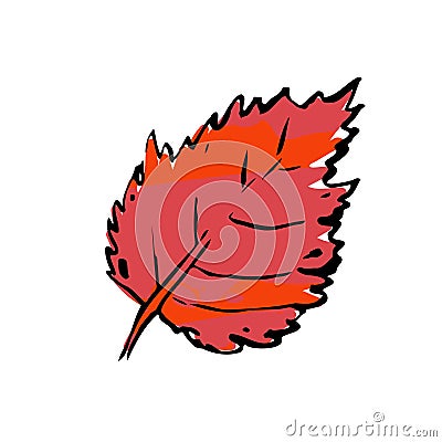 Autumn sketch Red color textured Birch leaf Vector Illustration