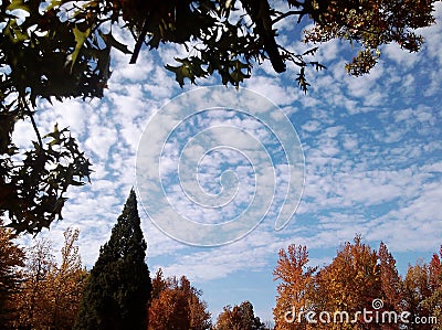 Autumn Skies Beyond the Trees Stock Photo