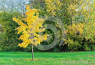 Autumn. Small tree with yellow leaves. Autumn landscape Stock Photo