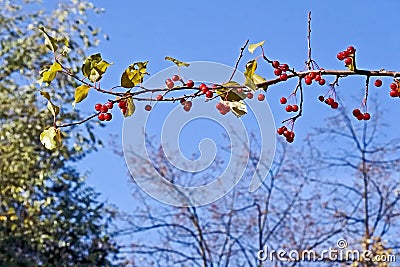 Autumn small wild apples on the branches Stock Photo