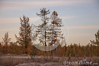 Autumn soft landsÑape with forest in green, yellow and brown colors. Trees of birch, larch, spruce, fir, pine and cedar Stock Photo