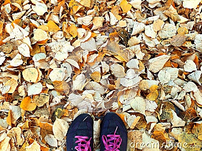 Autumn. Sports shoes sneakers gray colored against the background of autumn fallen leaves. You can see some of the Stock Photo