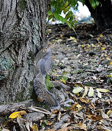 A very enterprising squirrel Stock Photo