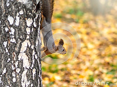 Autumn squirrel climbs down the tree trunk Stock Photo