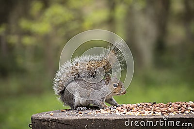 Autumn Squirrel with a Nut Stock Photo