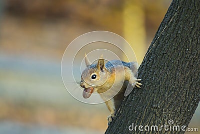 Autumn Squirrel with a Nut Stock Photo