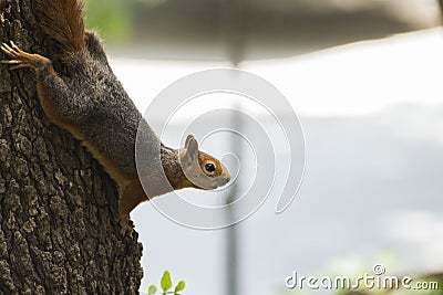 Autumn Squirrel with a Nut Stock Photo