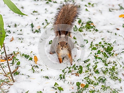 Autumn squirrel sits on green grass with yellow fallen leaves covered with first snow. Eurasian red squirrel, Sciurus vulgaris Stock Photo