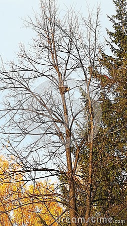 Autumn squirrel on a tree Stock Photo
