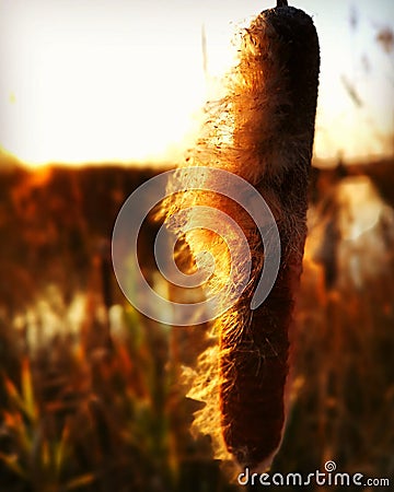 Autumn Reserve Yorkshire Stock Photo