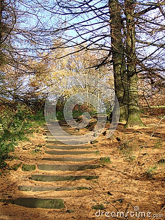 Autumn steps in wood Stock Photo