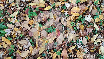 Autumn still Autumn abstract Colourful Fall oak leaves Stock Photo