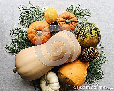 Autumn still life with butternut squash, little pumpkins and pine cones Stock Photo