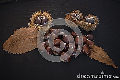 Autumn still life of chestnuts and urchins Stock Photo