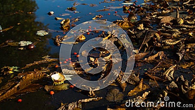 Autumn still life. Dry leaves, chestnut shells and red berries lie in a shallow puddle Stock Photo