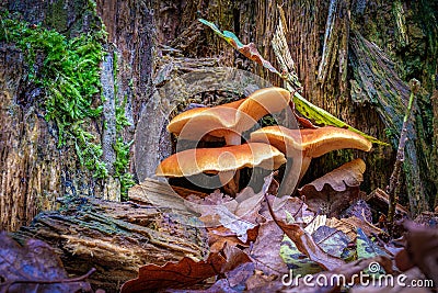 Group of three orange-brown large mushrooms at the base of a rotting tree stump Stock Photo