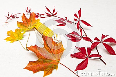 Autumn still life with maple leaves, wild vines and a corncob Stock Photo