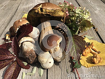 Autumn still life with mushrooms, cones and leaves. Stock Photo