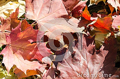 autumn still life with red fallen maple leaves. crimson-red maple leaves. maple leaves are red Stock Photo