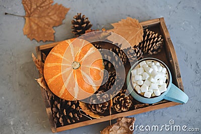 Autumn still life from tray full of pumpkin, leaves, cones, mug of cocoa, coffee or hot chocolate with marshmallow on Stock Photo