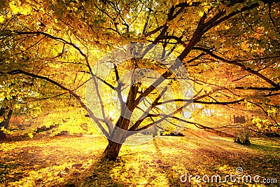 Autumn sun enchanting a beautiful tree Stock Photo