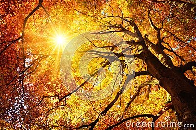 Autumn sun shining through a majestic beech tree Stock Photo