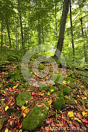 Autumn sunny day in mountain Carpathian forest Stock Photo