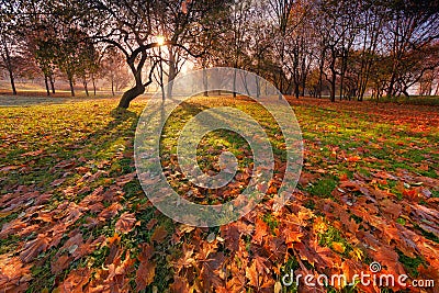 Autumn Sunny Park Landscape With Beautiful Curved Silhouette Of Tree,Shadows On The Ground And A Lot Of Red And Yellow Falling Map Stock Photo