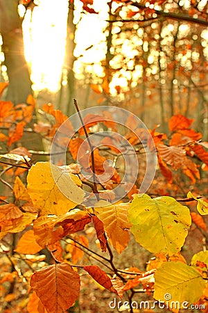 Autumn sunrise in the forest Stock Photo