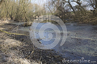 Autumn swamps. Cool lake in primeval forest. Marshy landscape. Stock Photo