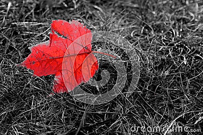 Autumn Symbol Stock Photo