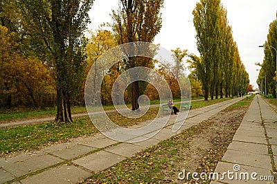 Autumn alley looking into the distance and a lonely bench Stock Photo