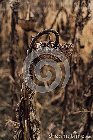 Autumn theme atmospheric artistic photo. Dry sunflower field Stock Photo