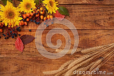 Autumn theme. Wooden background with sunflower flowers, berries spikelets and leaves. Place for text Stock Photo