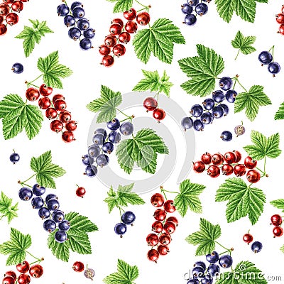 Autumn time garden blackcurrant, redcurrant vector watercolor seamless pattern on white background Stock Photo