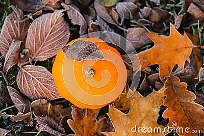 Autumn time. pumpkin in autumn leaves in hoarfrost on brown autumn leaves background.First frosts.White frost on brown Stock Photo