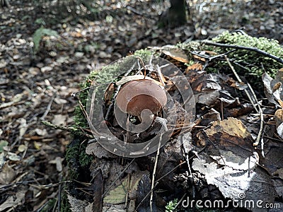 Autumn harvest of mushrooms Stock Photo