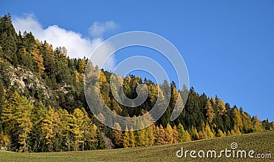 Autumn in Tirol, colorfuly pines in Alps, near Dolomiten, Italy Stock Photo