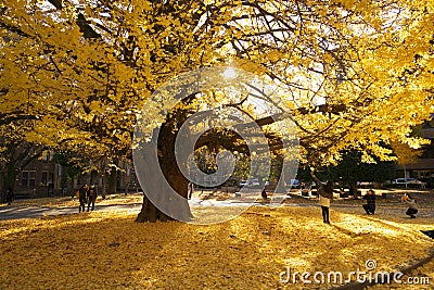 Autumn in Tokyo. The university of Tokyo, Japan. Editorial Stock Photo