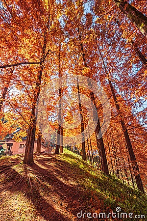 Tove Jansson Akebono Children`s Forest Park in Autumn Stock Photo