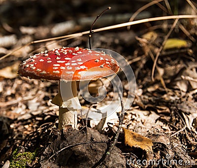Autumn toxic mashroom Amanita in sunny autumn forest. Stock Photo