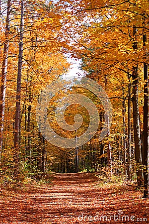 Autumn trail in Eldred King Woodland Ontario Stock Photo